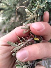 Atamisquea emarginata