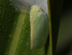 Ormenaria rufifascia