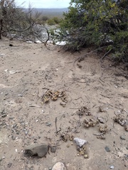 Tephrocactus articulatus