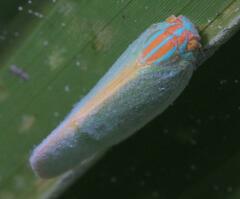 Ormenaria rufifascia