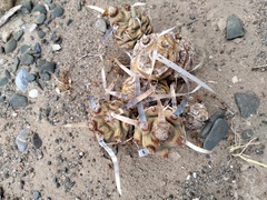 Tephrocactus articulatus