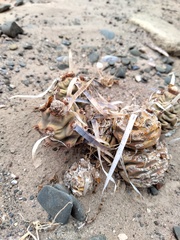 Tephrocactus articulatus