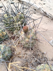 Tephrocactus aoracanthus