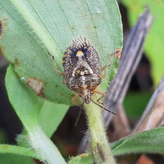 Agonoscelis puberula