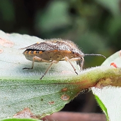 Agonoscelis puberula