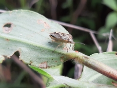 Agonoscelis puberula