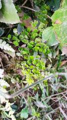 Adiantum raddianum