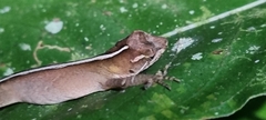 Anolis tropidolepis