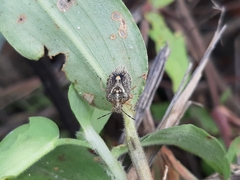 Agonoscelis puberula