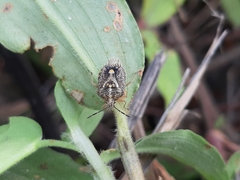 Agonoscelis puberula