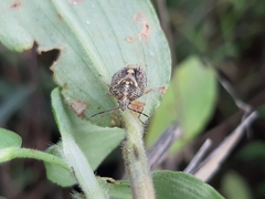 Agonoscelis puberula