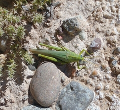 Schistocerca shoshone