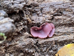 Ascocoryne sarcoides