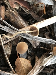 Parasola conopilea