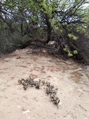 Tephrocactus articulatus