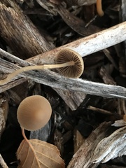 Parasola conopilea