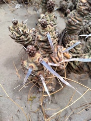 Tephrocactus articulatus