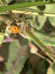 Hippodamia convergens