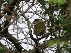 Cyclarhis gujanensis