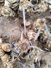 Tephrocactus articulatus