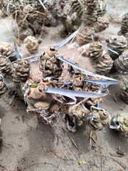 Tephrocactus articulatus