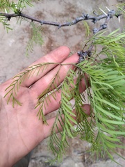 Prosopis flexuosa
