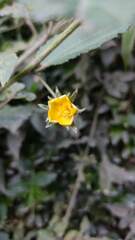 Pavonia sepium