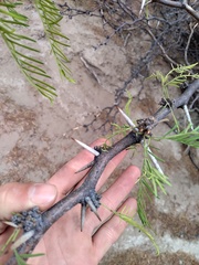 Prosopis flexuosa