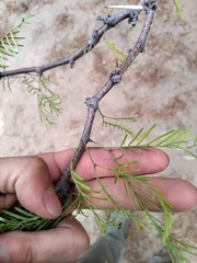 Prosopis flexuosa
