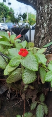 Episcia