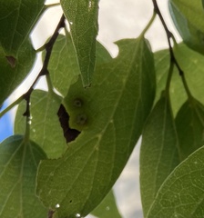 Pachypsylla celtidisasterisca