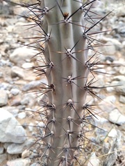 Cereus aethiops
