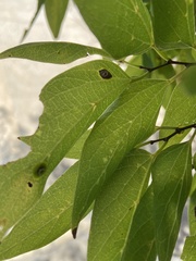 Pachypsylla celtidisasterisca