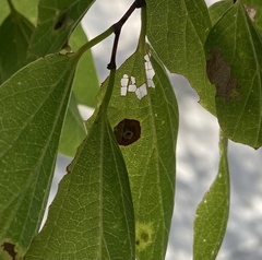 Pachypsylla celtidisasterisca