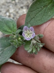 Phacelia congdonii