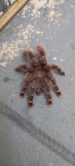 Avicularia rufa