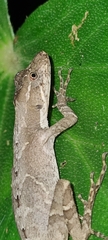 Anolis tropidolepis