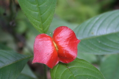 Palicourea tomentosa