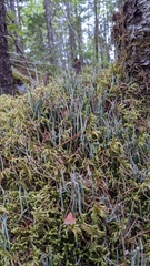 Cladonia maxima