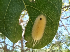 Phaegopterina