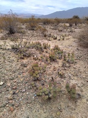 Tephrocactus aoracanthus