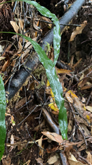 Microsorum scandens