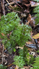 Hymenophyllum demissum