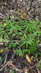 Lygodium articulatum