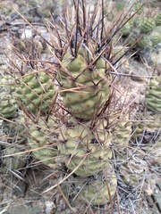 Tephrocactus aoracanthus