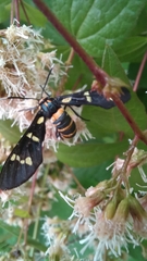 Syntomeida melanthus
