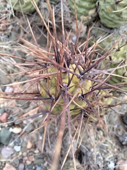 Tephrocactus aoracanthus