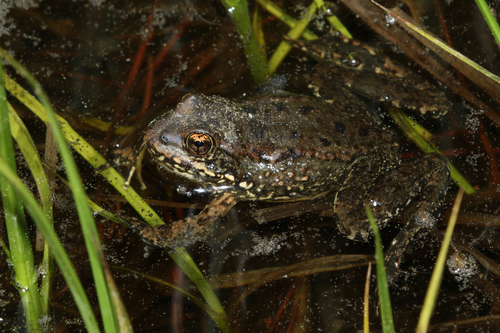 iNaturalist observation photo of Sierra Nevada Yellow-legged Frog