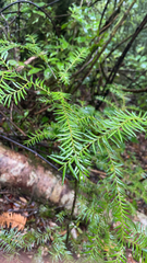 Prumnopitys ferruginea