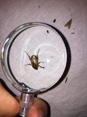 Cyclocephala lunulata